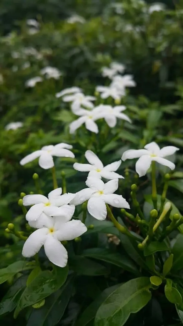 Tagar_Mini_Flower_Plant