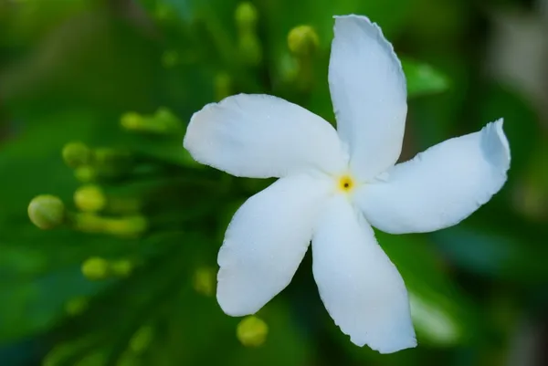Tagar_Wheel_Star_Flower_Shrubs