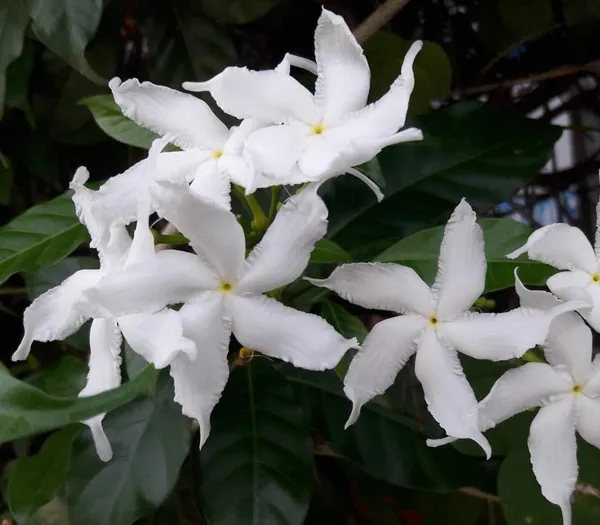 Tagar_Wheel_Star_Flower_Shrubs