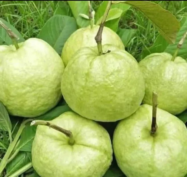 Taiwan_Pink_Lalitha_Guava/Amrood_Hybrid_Fruit_Plant