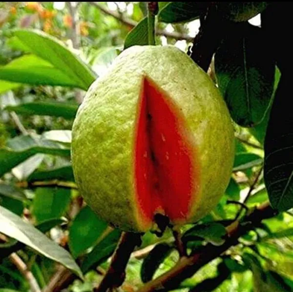 Taiwan_Pink_Lalitha_Guava_Amrood_Hybrid_Fruit_Plant