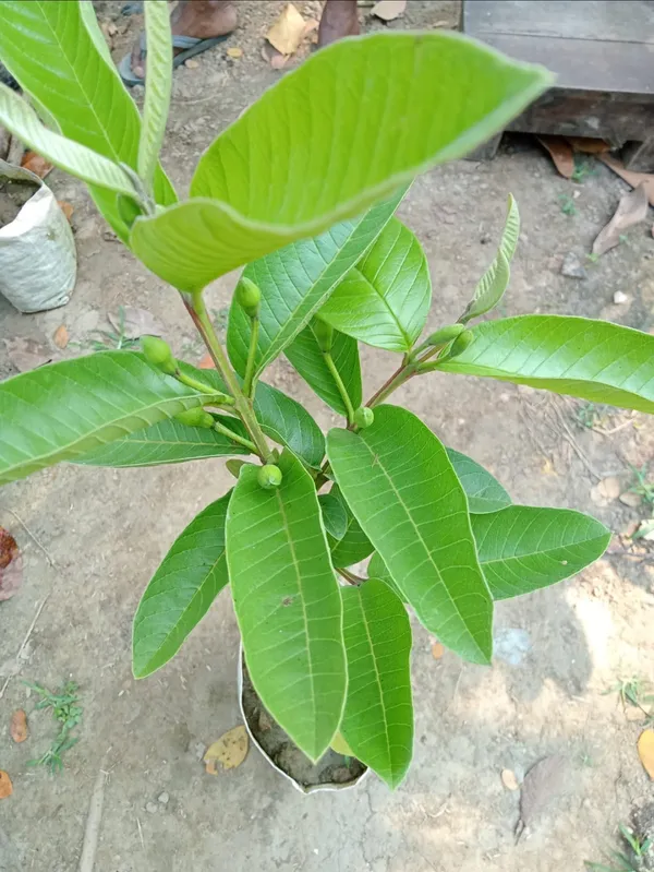 Taiwan_Pink_Lalitha_Guava_Amrood_Hybrid_Fruit_Plant