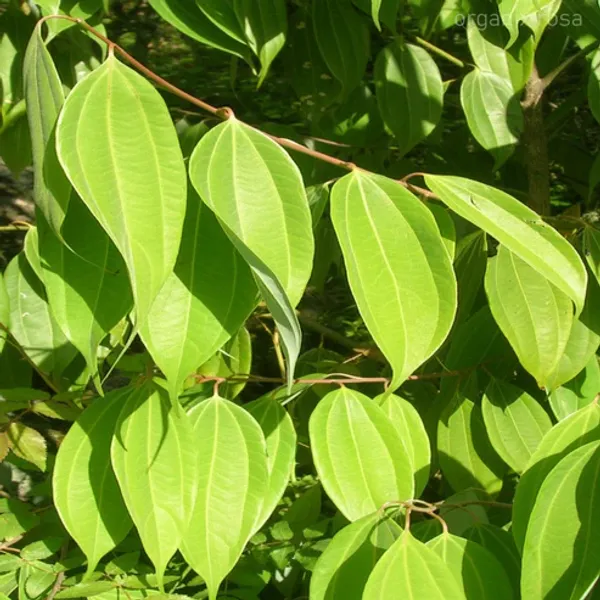 Tejpatra_Indian_Bay_Leaves_Plant