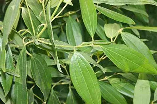 Tejpatra_Indian_Bay_Leaves_Plant