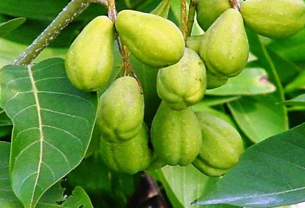 Terminalia_chebula/Haritaki_Plant_Fruit_&_Fruit_Trees_(Pack_Of_1)