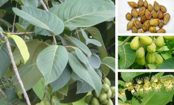 Terminalia_chebula/Haritaki_Plant_Fruit_&_Fruit_Trees_(Pack_Of_1)