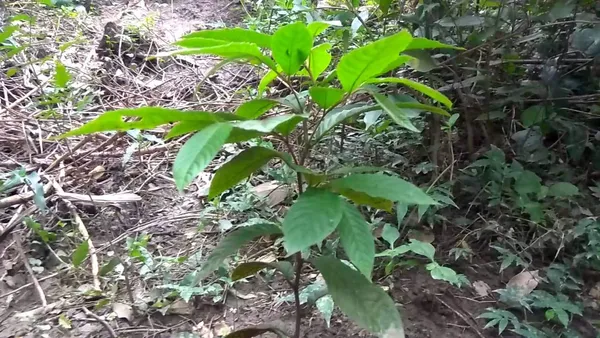 Terminalia_chebula/Haritaki_Plant_Fruit_&_Fruit_Trees_(Pack_Of_1)