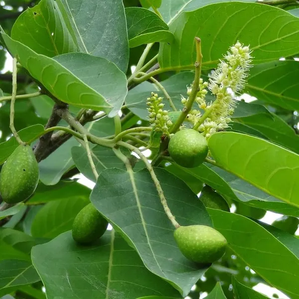 Terminalia_chebula/Haritaki_Plant_Fruit_&_Fruit_Trees_(Pack_Of_1)