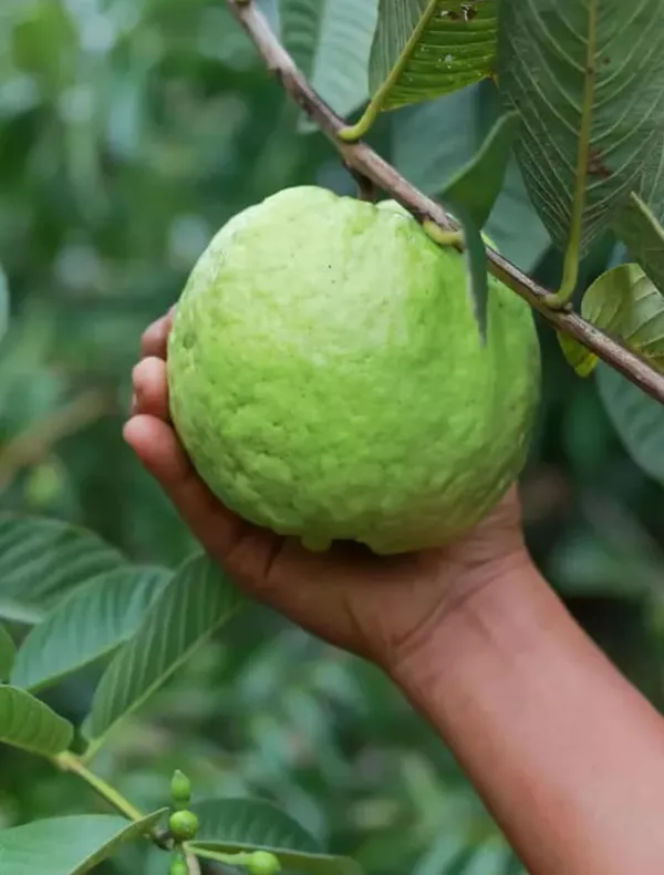 Bangladeshi_Hybrid_Guava_Plant_(Pack_Of_1)