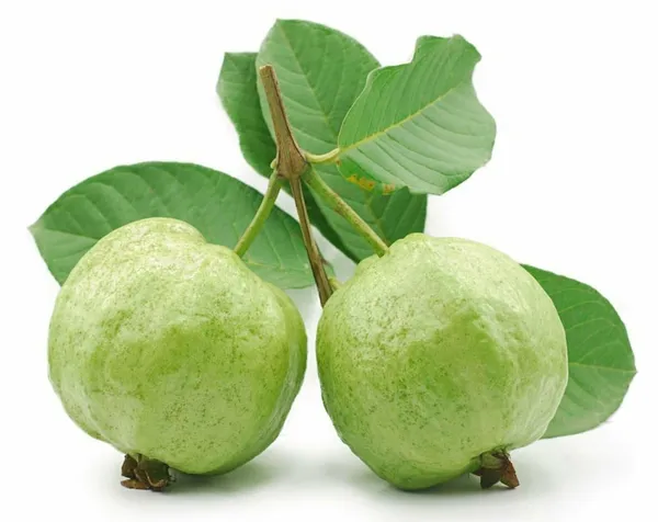Bangladeshi_Hybrid_Guava_Plant_(Pack_Of_1)