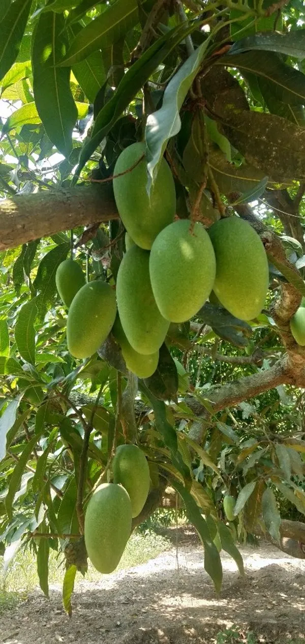 Thai_12_Month_Hybrid_Mango_Plant_(Grafted,_Pack_Of_1)