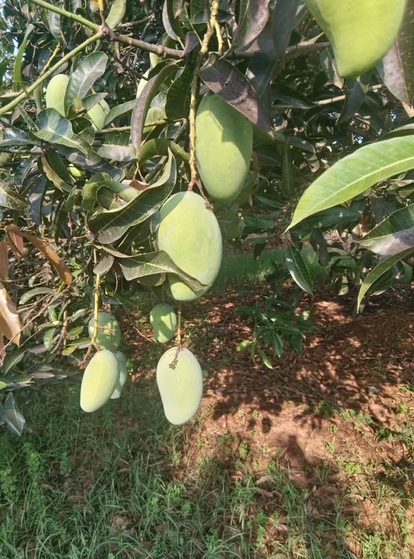 Thai_12_Month_Hybrid_Mango_Plant_(Grafted,_Pack_Of_1)