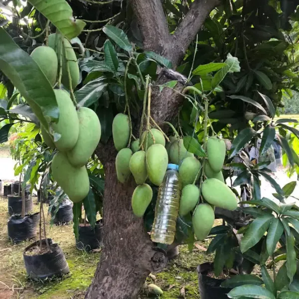 Thai_12_Month_Hybrid_Mango_Plant_(Grafted,_Pack_Of_1)