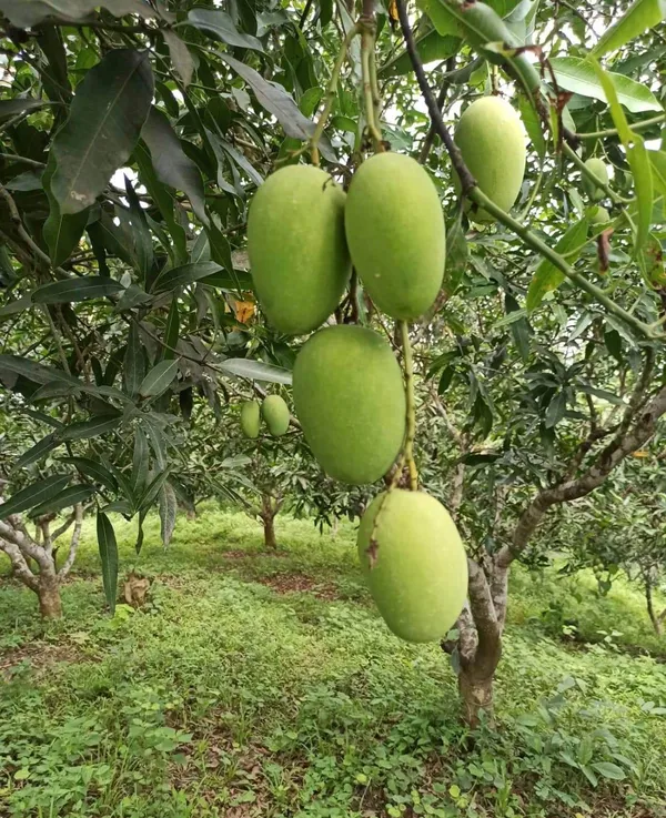 Thai_12_Month_Hybrid_Mango_Plant_(Grafted,_Pack_Of_1)