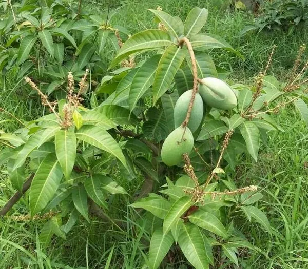 Thai_12_Month_Hybrid_Mango_Plant_(Grafted,_Pack_Of_1)