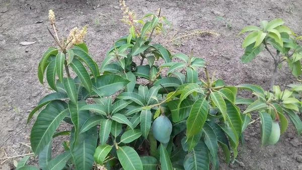 Thai_12_Month_Hybrid_Mango_Plant_(Grafted,_Pack_Of_1)