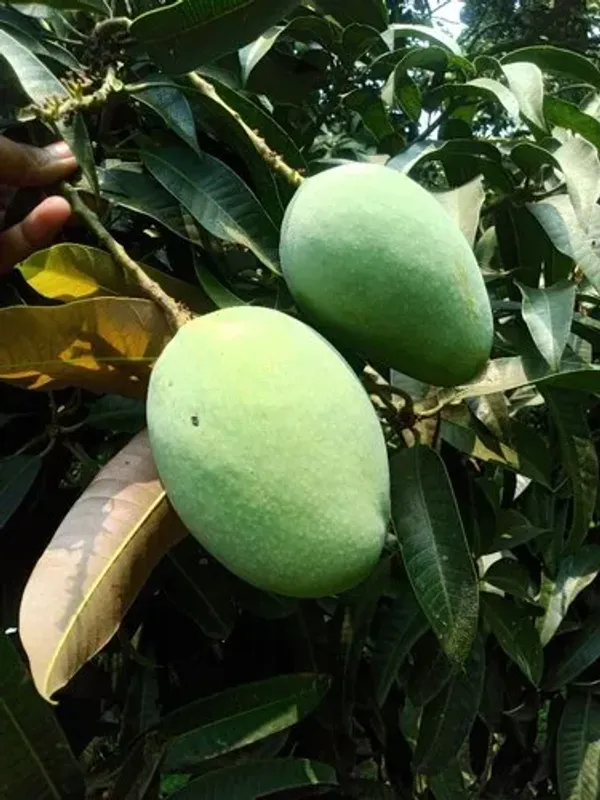 Thai_12_Month_Hybrid_Mango_Plant_(Grafted,_Pack_Of_1)