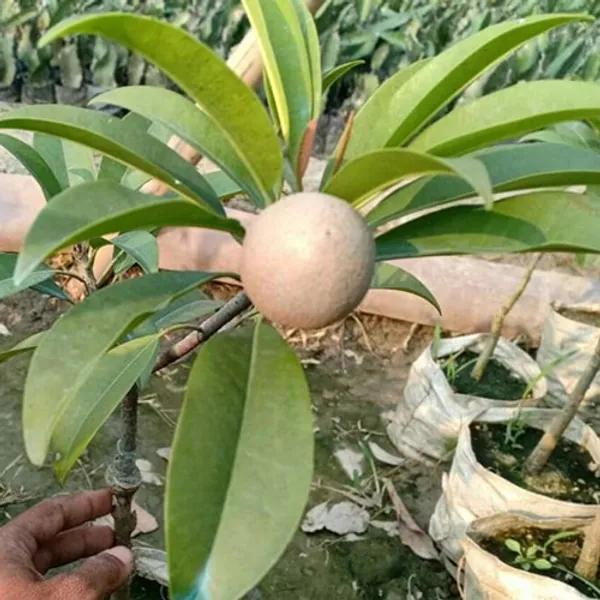 Thai_12_Month_(Grafted)_Chiku_/Chikoo/Sapota_Fruit_Plant_(Hybrid,_Pack_Of_1)