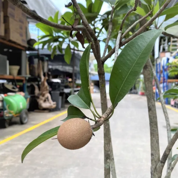 Thai_12_Month_(Grafted)_Chiku_/Chikoo/Sapota_Fruit_Plant_(Hybrid,_Pack_Of_1)