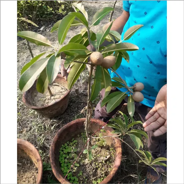 Thai_12_Month_(Grafted)_Chiku_/Chikoo/Sapota_Fruit_Plant_(Hybrid,_Pack_Of_1)