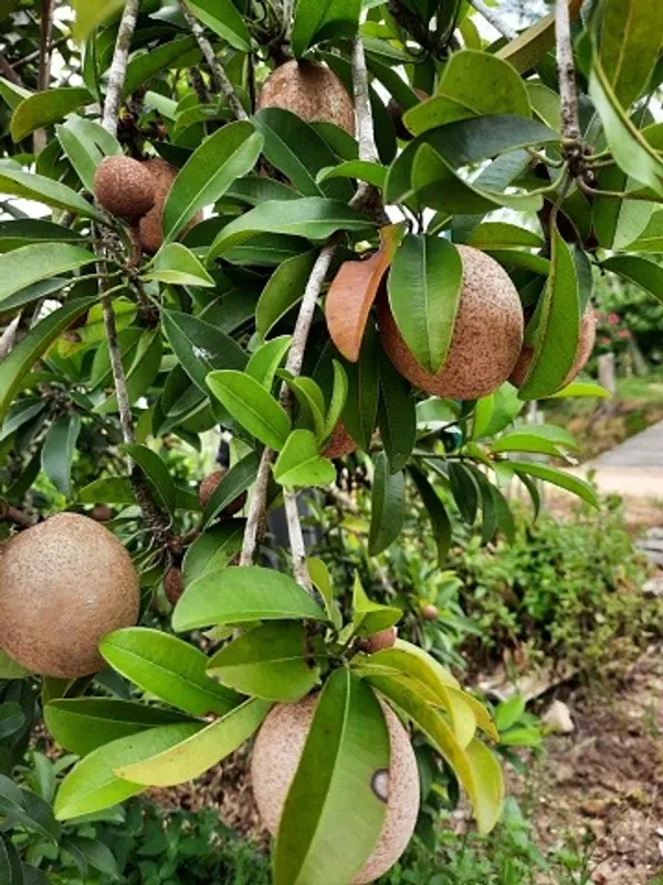 Thai_12_Month_(Grafted)_Chiku_/Chikoo/Sapota_Fruit_Plant_(Hybrid,_Pack_Of_1)
