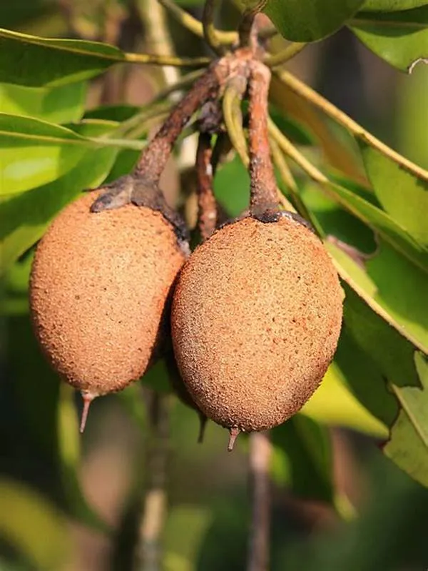 Thai_12_Month_(Grafted)_Chiku_/Chikoo/Sapota_Fruit_Plant_(Hybrid,_Pack_Of_1)
