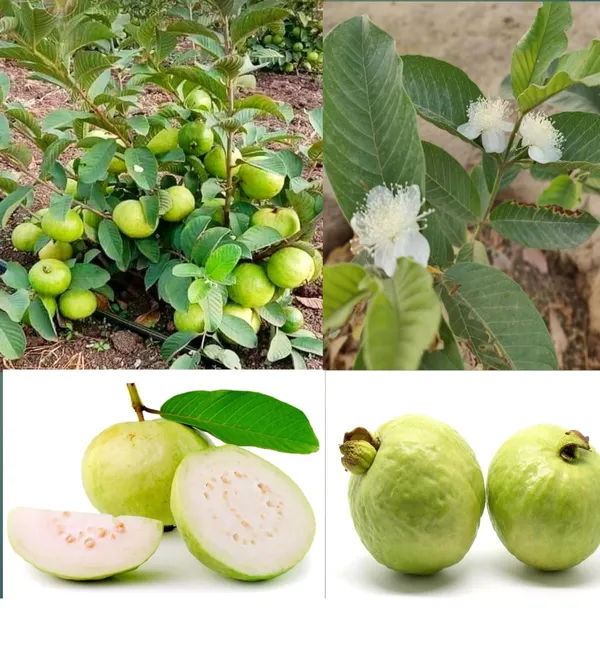 Thai_Guava_Amrud_Hybrid_Fruit_Air_Learning_Grafted_Plant