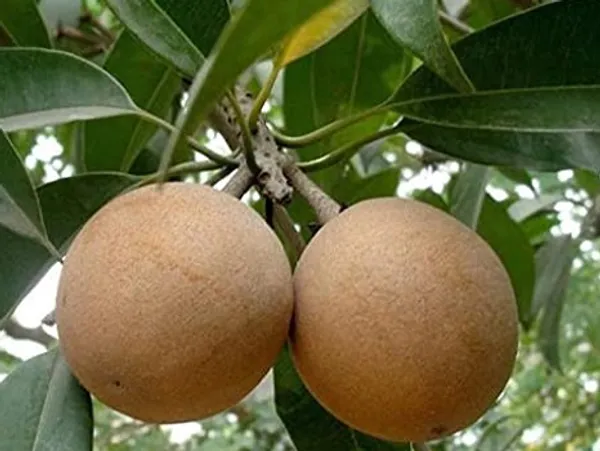 Thai_All_Time_Cricket_Ball_Chiku_Sweet_Dwarf_Hybrid_Chiku-Sapota(Grafted)_Plant_&_Tree_(Fruit_After_2_Month_To5_Month)