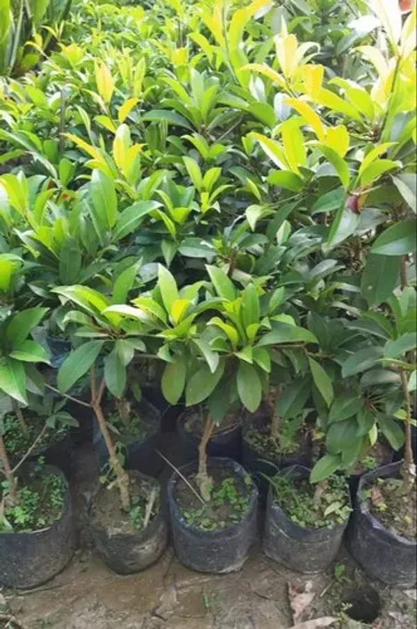 Thai_All_Time_Cricket_Ball_Chiku_Sweet_Dwarf_Hybrid_Chiku-Sapota(Grafted)_Plant_&_Tree_(Fruit_After_2_Month_To5_Month)