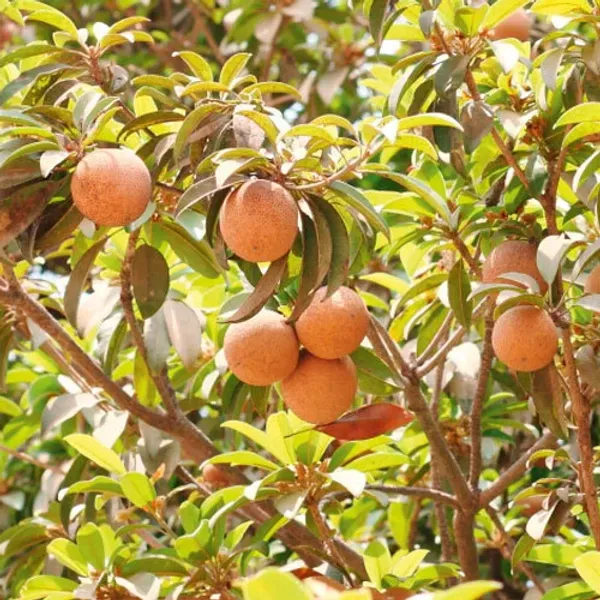 Thai_All_Time_Cricket_Ball_Chiku_Sweet_Dwarf_Hybrid_Chiku-Sapota(Grafted)_Plant_&_Tree_(Fruit_After_2_Month_To5_Month)
