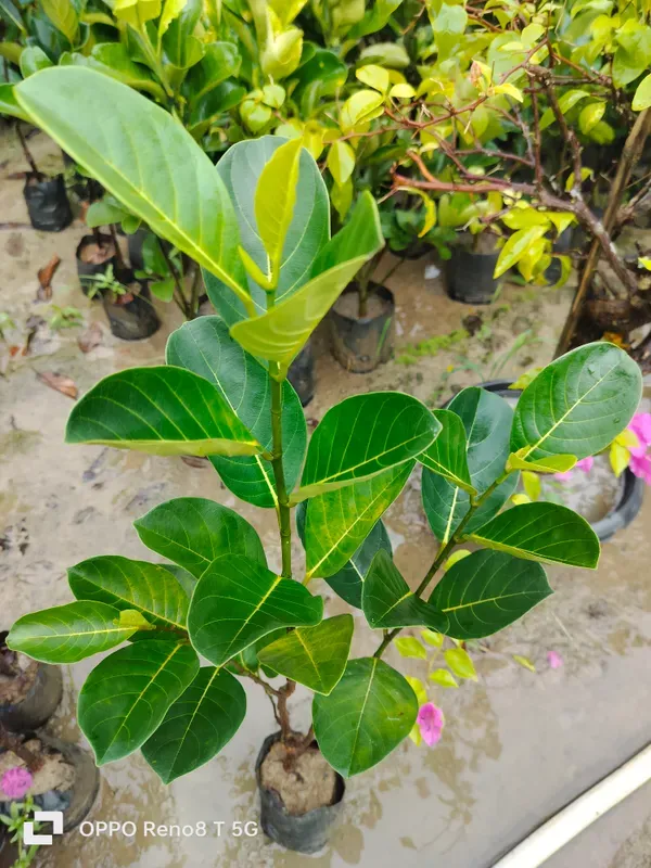 All_Time_Jackfruit_Dwarf_Varieties_Grafted_Plant