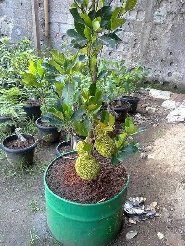All_Time_Jackfruit_Dwarf_Varieties_Grafted_Plant