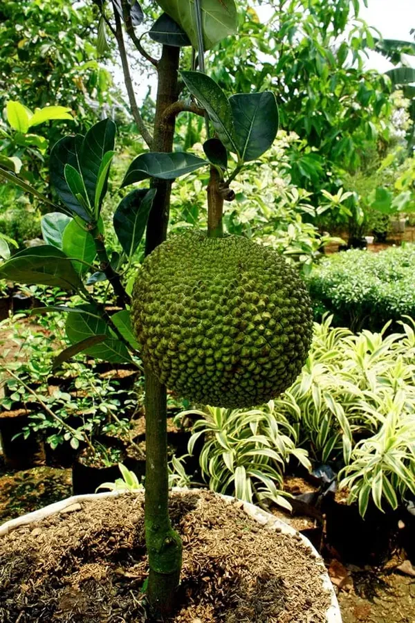 All_Time_Jackfruit_Dwarf_Varieties_Grafted_Plant