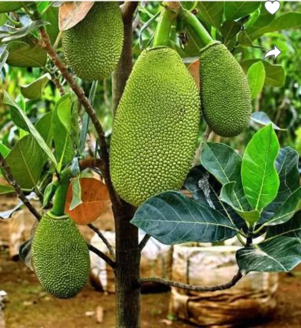 Vietnam_Super_Early_Jackfruit_Grafted_All_Time_Jackfruit_Plant