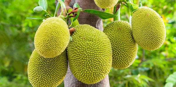 All_Time_Jack_Fruit_Grafted_Plant