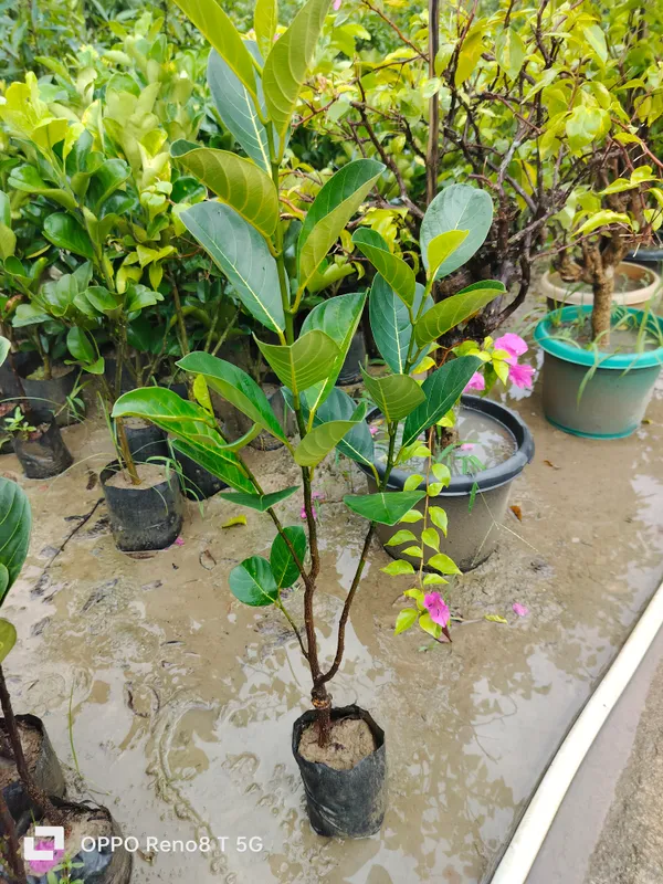 All_Time_Jack_Fruit_Grafted_Plant