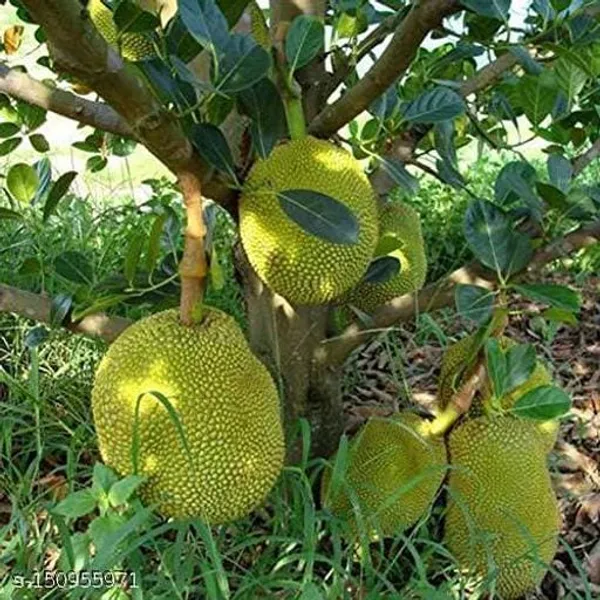 Thai_All_Time_Jackfruit_Grafting_Plant_(Pack_Of_1)