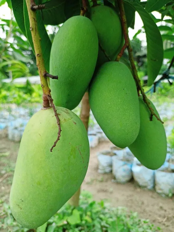 Thai_All_Time_Catimon_Mango_Grafted_Fruit_Plant