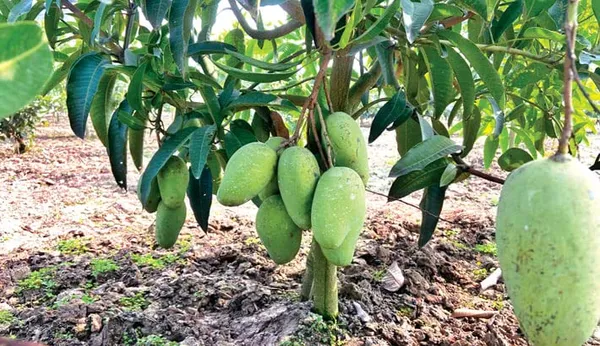 Thai_All_Time_Catimon_Mango_Grafted_Plant