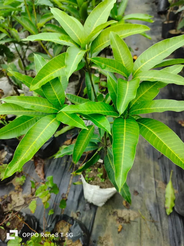 Thai_All_Time_Catimon_Mango_Grafted_Plant