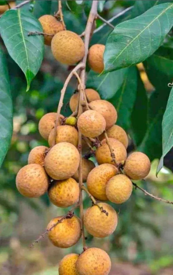 Thai_All_Time_Langon_Litchi_Grafted_Fruit_Plant