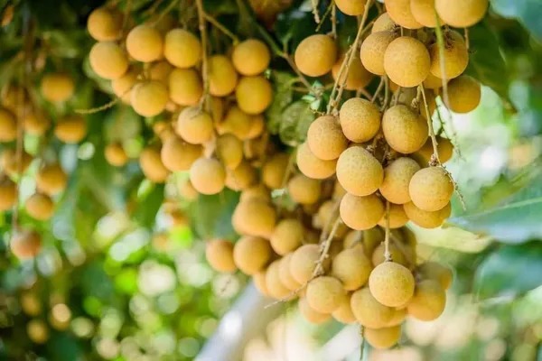 Thai_All_Time_Langon_Litchi_Grafted_Fruit_Plant