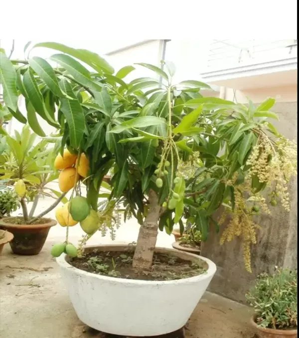 Thai_All_Time_Mango_Grafted_Hybrid_Fruit_Plant