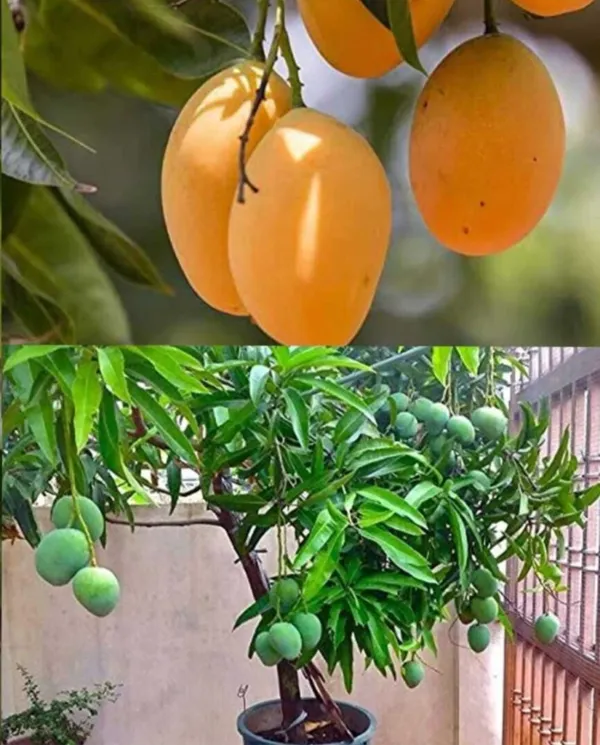 Thai_All_Time_Mango_Hybrid_Grafted_Plant