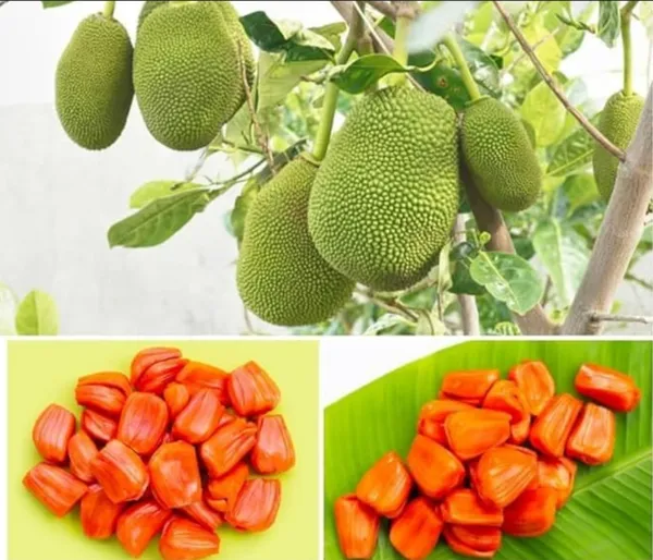 Thai_All_Time_Red_Jackfruit_Hybrid_Grafted_Plant