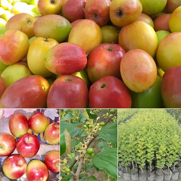 Thai_All_Time_Seedless_Apple_Ber_Plant_(1.5-2_Feet_Height_Pack_Of_1)