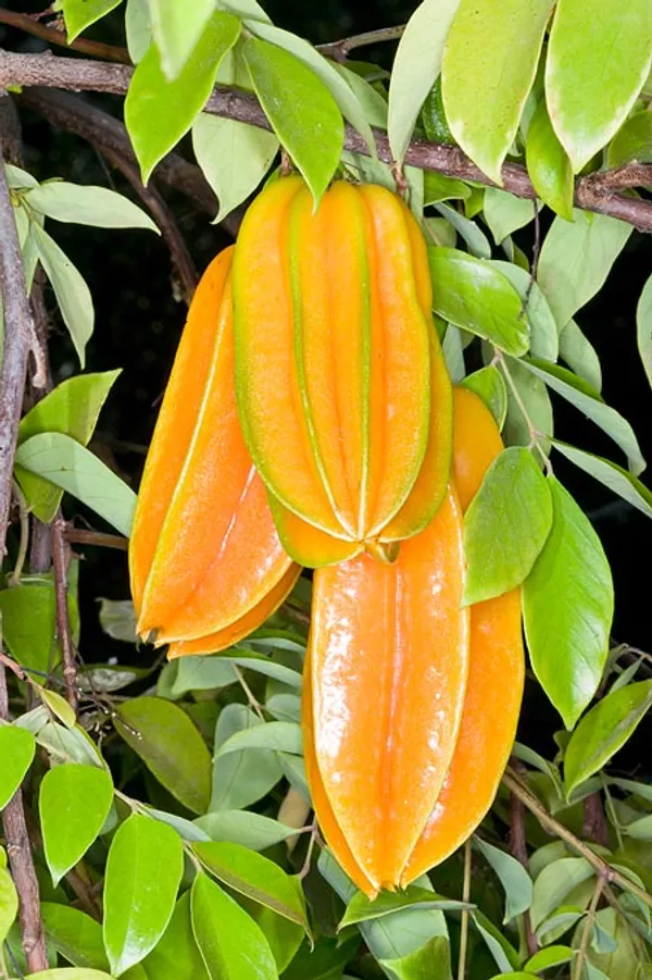 Thai_Sweet_Star_Fruit_Hybrid_Plant_Grafted_Plant