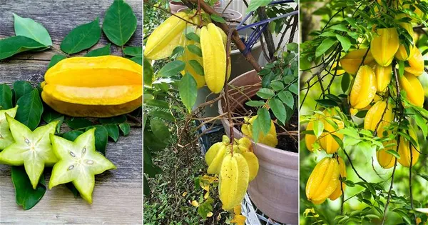 Thai_All_Time_Sweet_Star_Fruit_Grafted_Plant