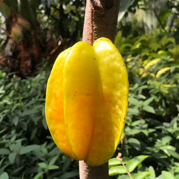 Thai_Sweet_Star_Fruit_Hybrid_Plant_Grafted_Plant