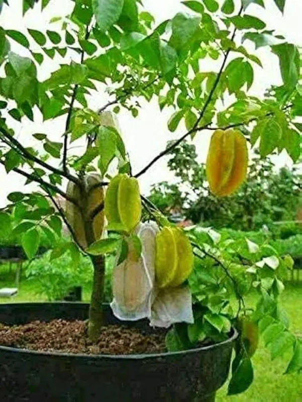 Thai_Sweet_Star_Fruit_Hybrid_Plant_Grafted_Plant